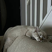Azul a rejoint le concours — aidez-le/la à gagner de superbes lots ! animal, beige, cat, comfort, couch, cozy, cute, domestic, fluffy, fur, furniture, home, indoor, nap, pet, quiet, relaxation, resting, sleeping, whiskers