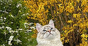 Azul a rejoint le concours — aidez-le/la à gagner de superbes lots ! animal, blue_eyes, bushes, cat, curious, fluffy, fur, garden, nature, outdoor, pathway, pet, plants, rocks, sky, spring, walking, whiskers, white_flowers, yellow_flowers