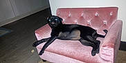 Dojadenise joined the competition — help win amazing prizes! dog, black_dog, couch, pink_couch, indoor, pet, furniture, floor, carpet, wood_floor, cabinet, living_room, animal, glowing_eyes, flash, relaxing, small_couch, home, domestic, cute