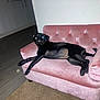 dog, black_dog, couch, pink_couch, indoor, pet, furniture, floor, carpet, wood_floor, cabinet, living_room, animal, glowing_eyes, flash, relaxing, small_couch, home, domestic, cute