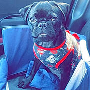 Dojadenise is registered to the contest to win money with this photo: dog, pet, black_dog, car, car_seat, dog_clothing, vest, skull_pattern, rose_pattern, animal, seat_cover, blue, interior, canine, sitting, looking, cute, small_dog, companion, indoor