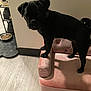 Dojadenise joined the competition — help win amazing prizes! dog, black_dog, miniature_couch, pink_couch, indoor, pet_food, dog_bowl, flooring, wall, shadow, pet, small_dog, furniture, animal, domestic_animal, home_interior, standing, floor_mat, collar, puppy