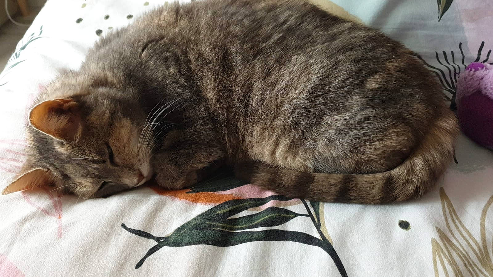 Pralinette a rejoint le concours — aidez-le/la à gagner de superbes lots ! carnivore, cat, claw, comfort, domestic_short_haired_cat, felidae, fur, grey, nap, paw, sleep, small_to_medium_sized_cats, tail, whiskers