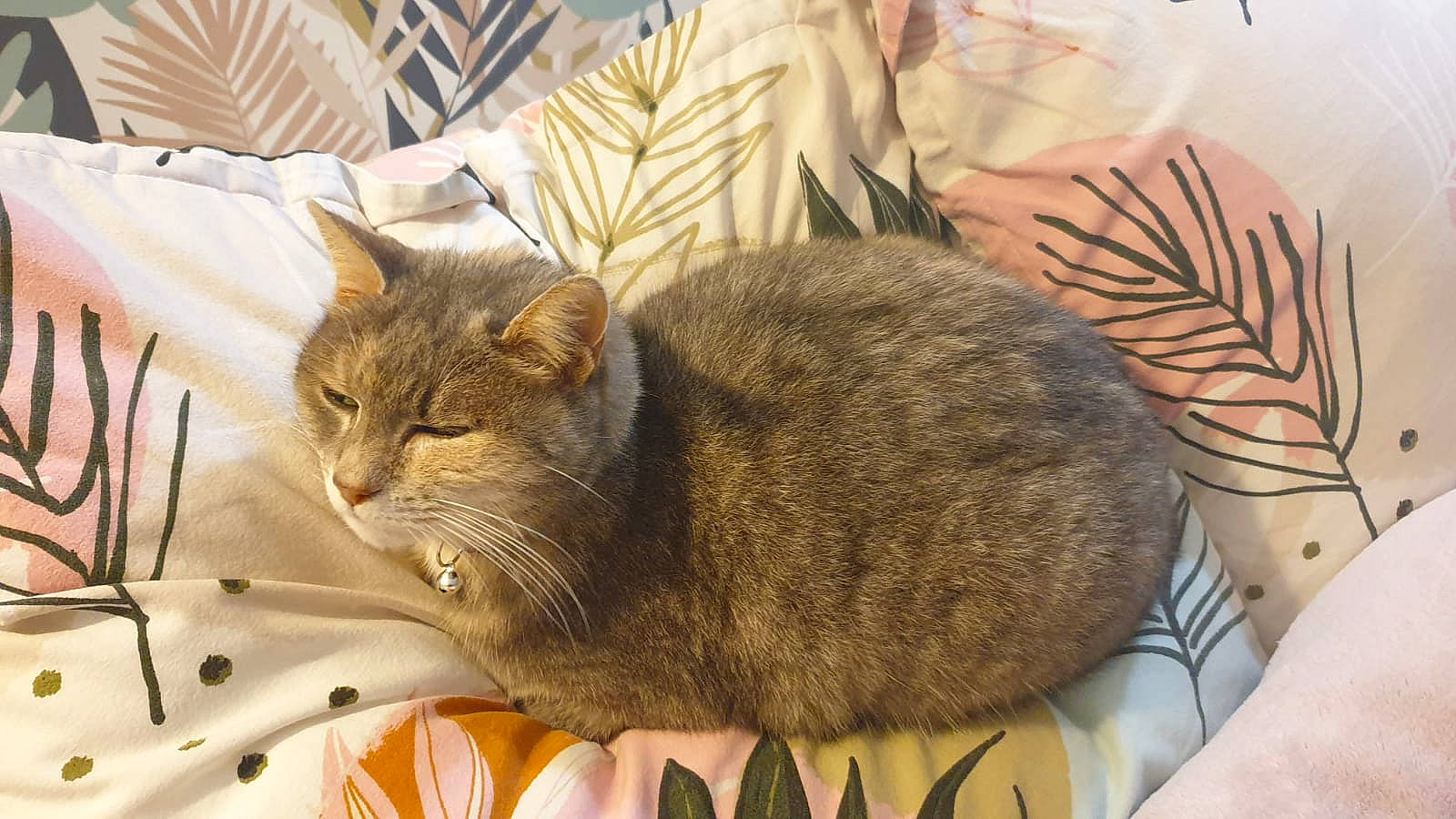 Pralinette a rejoint le concours — aidez-le/la à gagner de superbes lots ! carnivore, cat, cat_supply, chair, comfort, domestic_short_haired_cat, fawn, felidae, fur, grass, linens, plant, small_to_medium_sized_cats, snout, tail, terrestrial_animal, textile, tree, whiskers, wood