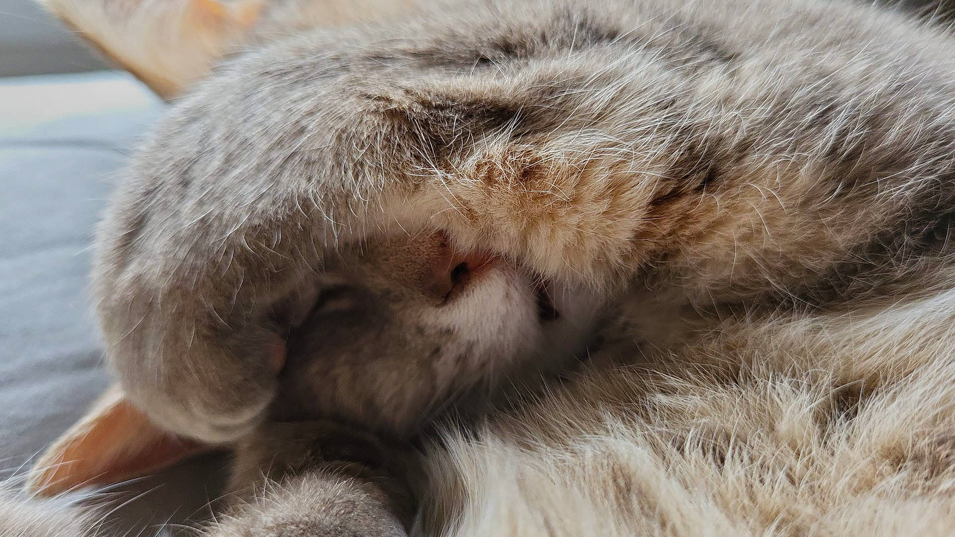 Pralinette a rejoint le concours — aidez-le/la à gagner de superbes lots ! carnivore, cat, claw, domestic_short_haired_cat, felidae, fur, nap, natural_material, paw, small_to_medium_sized_cats, terrestrial_animal, whiskers