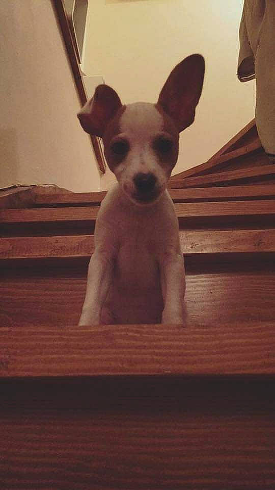 Nelkha participe au concours pour gagner de l'argent avec cette photo : canidae, carnivore, chihuahua, comfort, companion_dog, dog, dog_breed, fawn, flooring, fur, hardwood, paw, snout, sporting_group, tail, terrestrial_animal, toy_dog, whiskers, wood, working_animal