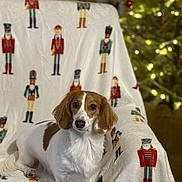 Maple joined the competition — help win amazing prizes! dog, brown_and_white, blanket, nutcracker, christmas_tree, holiday, decorations, lights, indoor, pet, fur, cute, animal, sitting, cozy, soft, background, festive, warm, relaxed