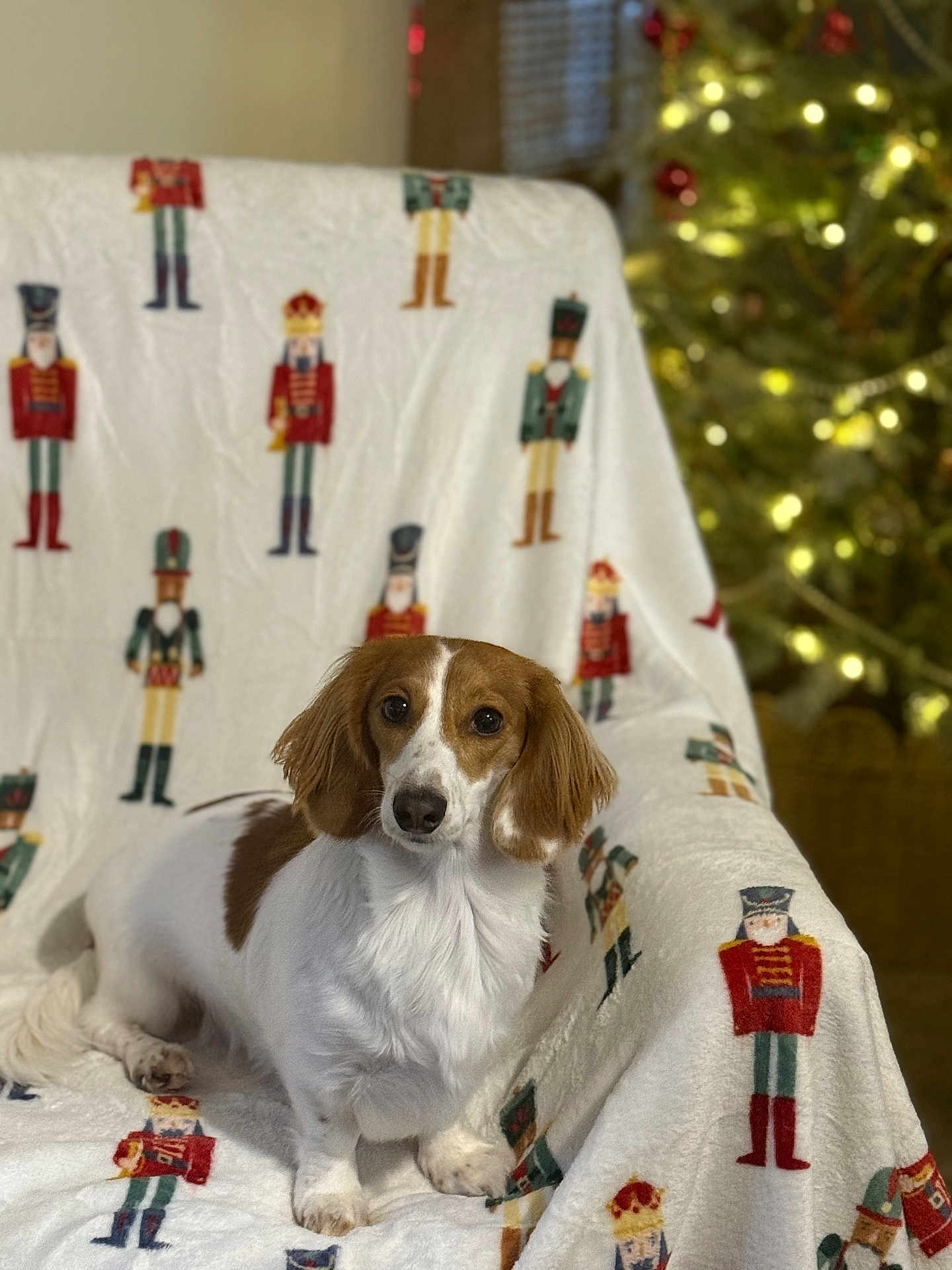Maple joined the competition — help win amazing prizes! dog, brown_and_white, blanket, nutcracker, christmas_tree, holiday, decorations, lights, indoor, pet, fur, cute, animal, sitting, cozy, soft, background, festive, warm, relaxed