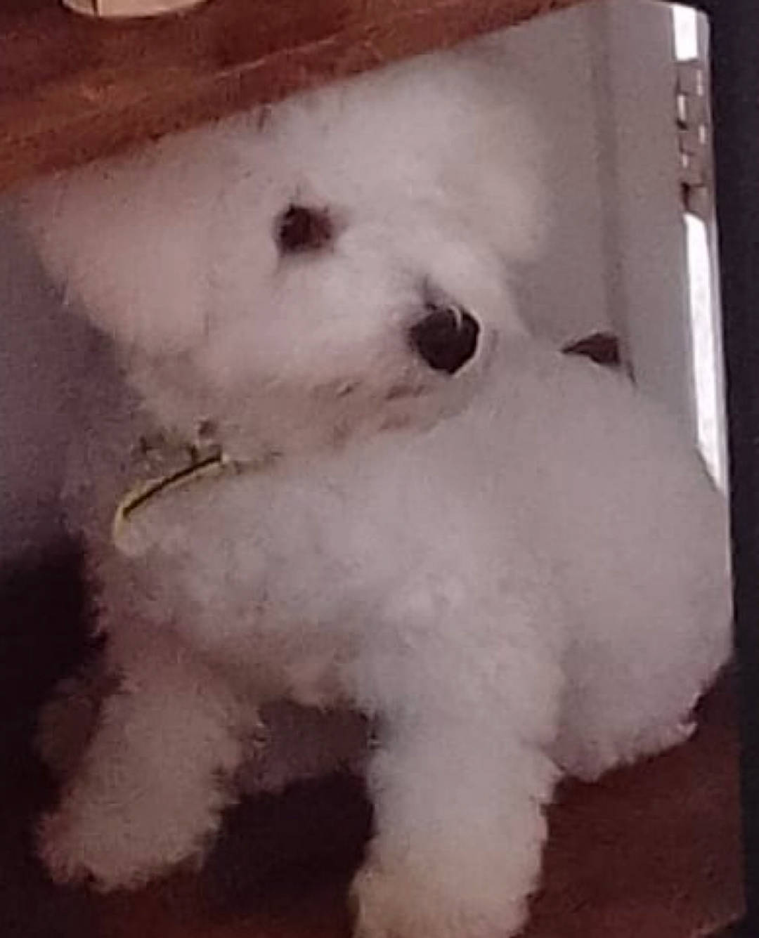 Jake is registered to the contest to win money with this photo: art, canidae, carnivore, companion_dog, dog, dog_breed, fur, maltepoo, non_sporting_group, poodle, snout, sporting_group, toy_dog, working_animal