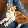 Nugget participe au concours pour gagner de l'argent avec cette photo : animal, cat, cute, denim, domestic, fur, indoor, jeans, kitten, legs, looking_up, orange_and_white, paws, pet, relaxed, small, soft, whiskers, wooden_floor, young