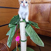 Nugget a rejoint le concours — aidez-le/la à gagner de superbes lots ! kitten, cat, scratching_post, toy, indoor, wooden_cabinet, green_mat, leaf, orange_and_white, pet, feline, curious, playful, animal, closeup, floor, houseplant_imitation, pink_toy, rope, wooden_floor