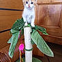kitten, cat, scratching_post, toy, indoor, wooden_cabinet, green_mat, leaf, orange_and_white, pet, feline, curious, playful, animal, closeup, floor, houseplant_imitation, pink_toy, rope, wooden_floor