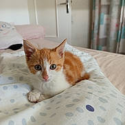 Nugget participe au concours pour gagner de l'argent avec cette photo : animal, bedroom, blanket, cat, cozy, cute, domestic, ears, eyes, feline, fur, indoor, kitten, orange_cat, pet, resting, soft, whiskers, white_cat, young