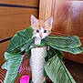 Nugget participe au concours pour gagner de l'argent avec cette photo : animal, cat, close_up, curious, cute, feline, fur, green_leaves, houseplant, indoor, kitten, leaf, orange_and_white, pet, playful, scratching_post, small, toy, wooden_background, young