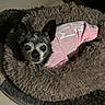 dog, small_dog, pet_bed, pink_hoodie, fur, ears, eyes, snug, cozy, indoor, carpet, resting, canine, animal, cute, companion, comfort, blanket, soft_texture, relaxed