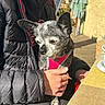 dog, small_dog, pet, pink_harness, black_jacket, person, hand, outdoor, sunlight, table, chair, relaxed, seated, daylight, shadow, pavement, wall, casual_clothing, animal, companionship