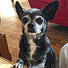 dog, chihuahua, small_dog, pet, indoor, wooden_floor, red_furniture, paws, looking, animal, canine, fur, ears, black_and_white, close_up, curious, domestic, household, portrait, young_dog
