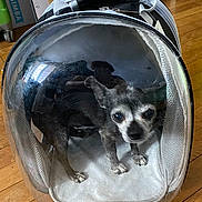 Lily a rejoint le concours — aidez-le/la à gagner de superbes lots ! dog, chihuahua, pet_carrier, transparent, backpack, small_dog, indoor, wooden_floor, reflection, plastic, animal, pet, curious, container, mesh, zipper, light, person_reflection, flooring, home