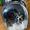 dog, chihuahua, pet_carrier, transparent, backpack, small_dog, indoor, wooden_floor, reflection, plastic, animal, pet, curious, container, mesh, zipper, light, person_reflection, flooring, home