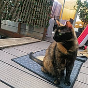 Maya a rejoint le concours — aidez-le/la à gagner de superbes lots ! cat, tortoiseshell_cat, pet, outdoor, deck, wooden_floor, rug, bicycle, plant, trellis, shoe, slipper, green_eyes, feline, sitting, domestic_animal, side_view, curious, houseplant, daylight