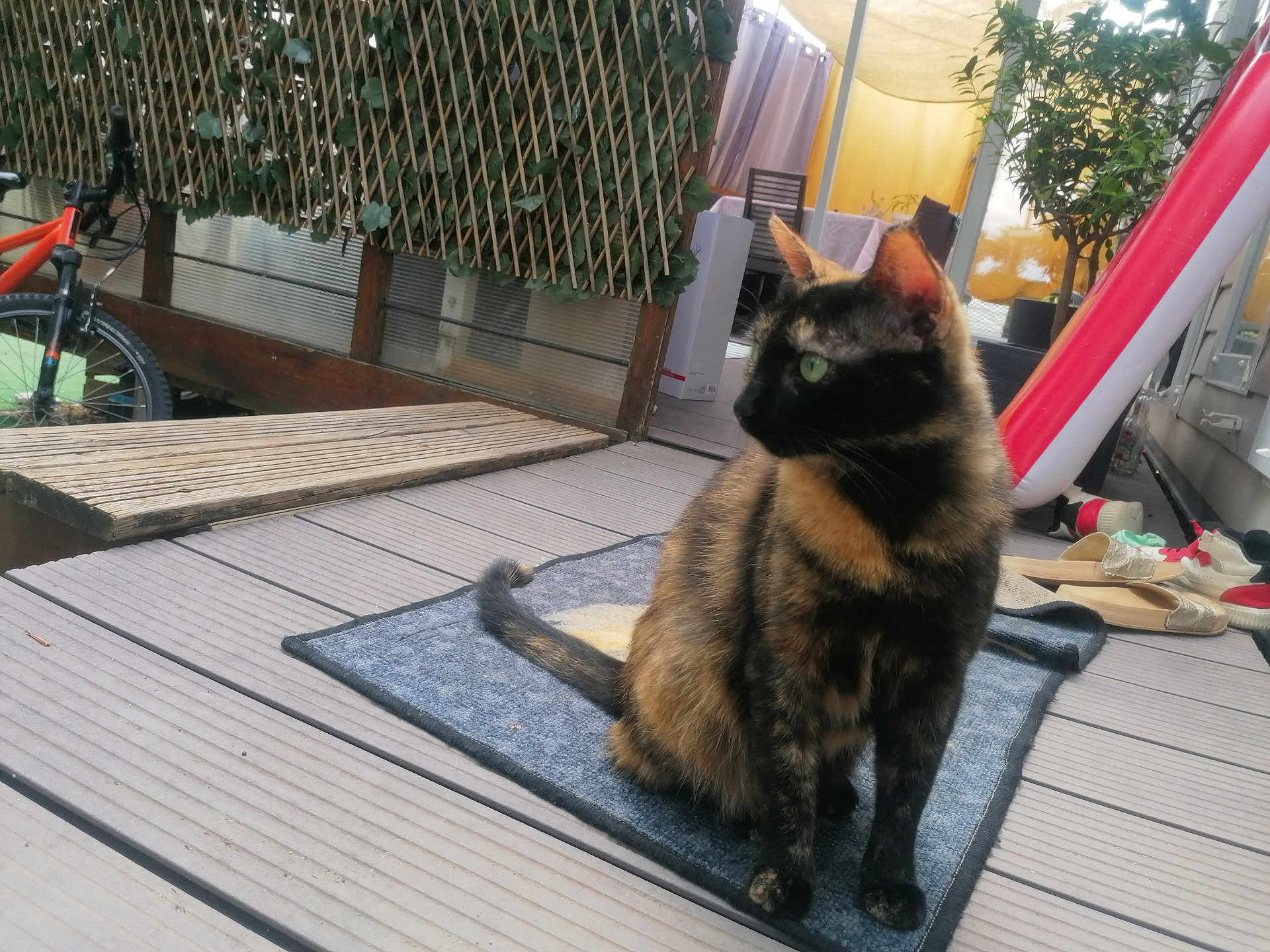 Maya a rejoint le concours — aidez-le/la à gagner de superbes lots ! cat, tortoiseshell_cat, pet, outdoor, deck, wooden_floor, rug, bicycle, plant, trellis, shoe, slipper, green_eyes, feline, sitting, domestic_animal, side_view, curious, houseplant, daylight