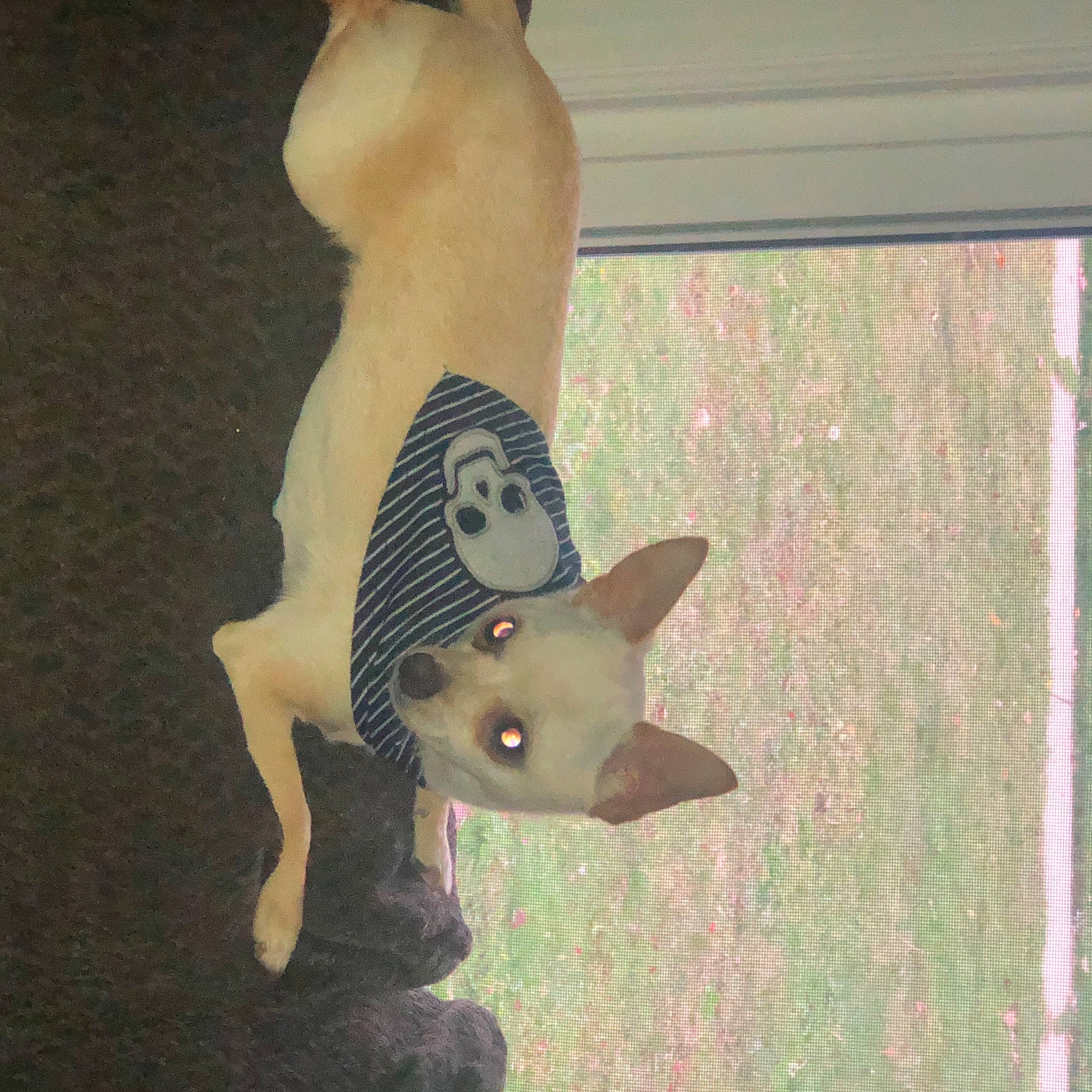 Salvador is registered to the contest to win money with this photo: carnivore, cat, fawn, felidae, kitten, peterbald, small_to_medium_sized_cats, sphynx, tail, whiskers