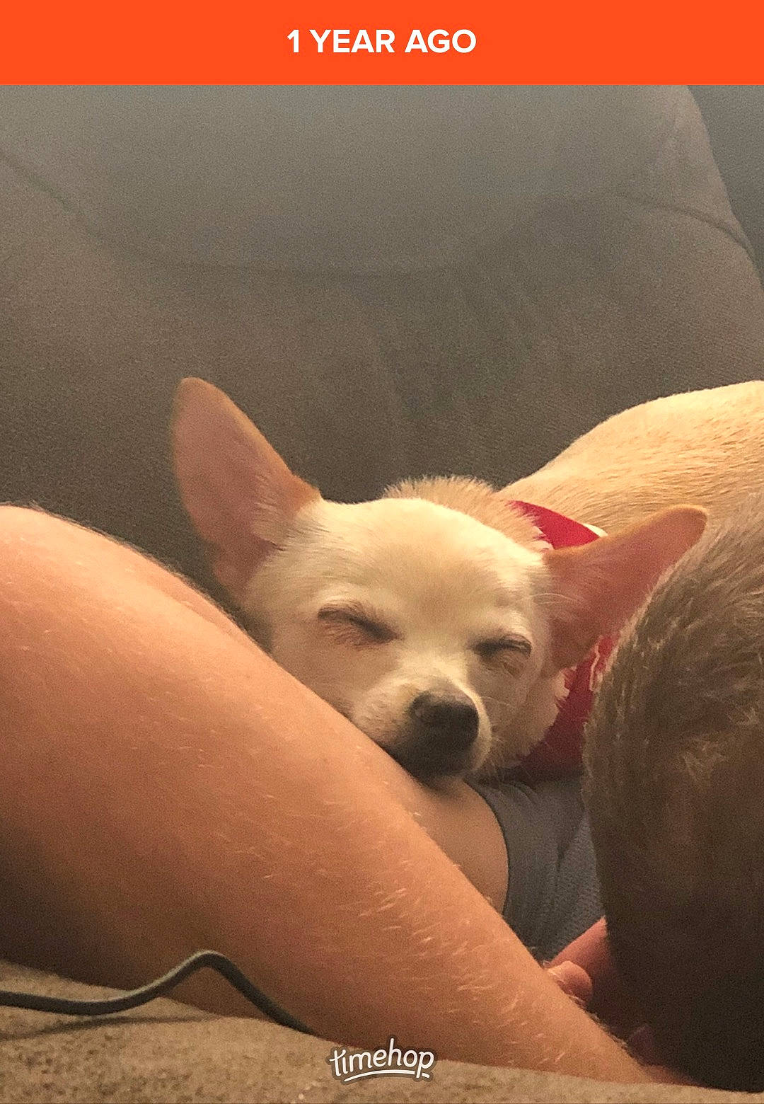 Salvador joined the competition — help win amazing prizes! canidae, carnivore, chihuahua, companion_dog, dog, dog_breed, ear, fawn, mammal, non_sporting_group, photo_caption, photography, puppy, puppy_love, skin, snout, toy_dog, vertebrate