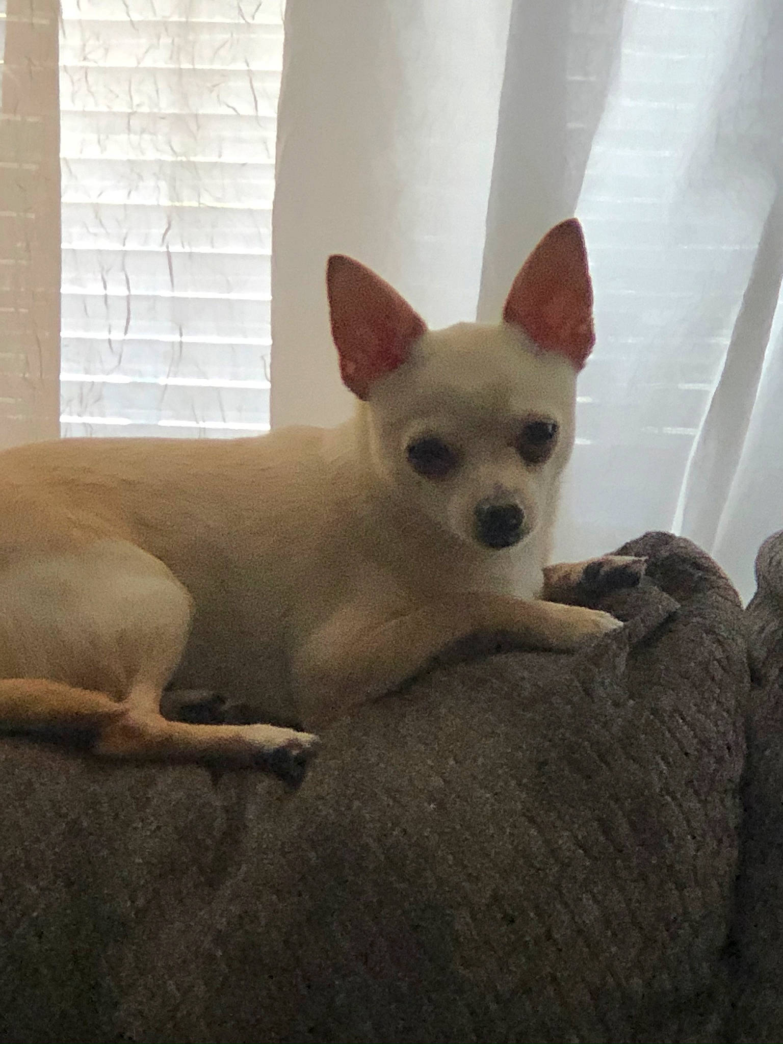 Salvador is registered to the contest to win money with this photo: canidae, carnivore, chihuahua, dog, dog_breed, fawn, mammal, puppy, toy_dog, vertebrate