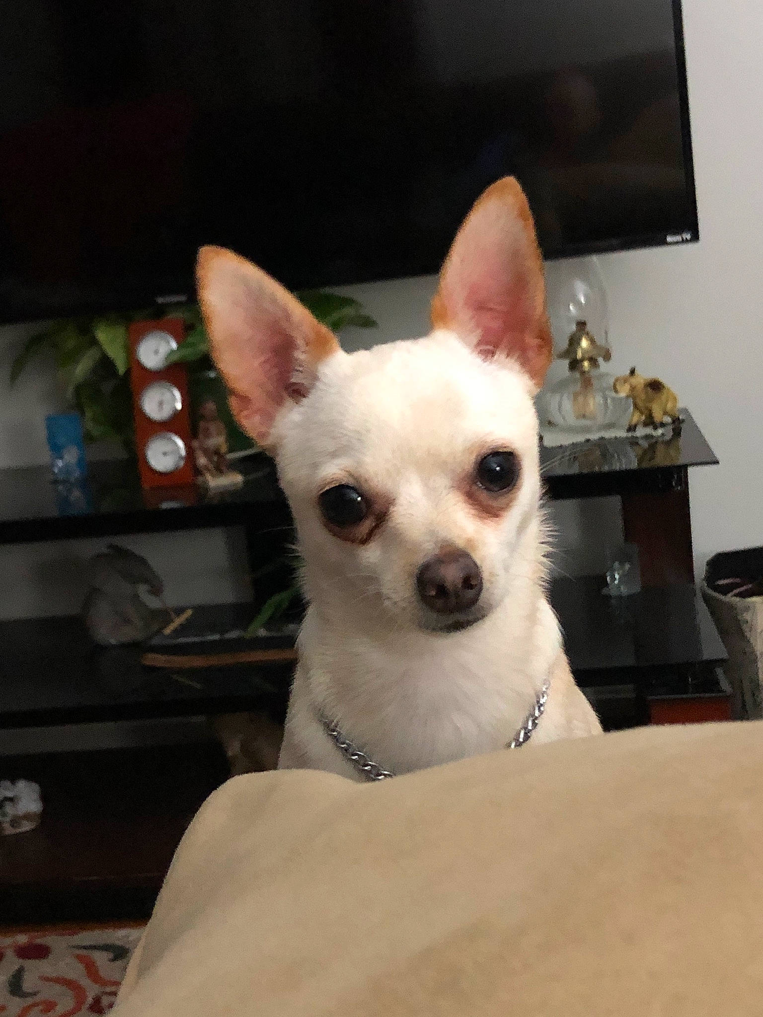 Salvador joined the competition — help win amazing prizes! canidae, carnivore, chihuahua, companion_dog, corgi_chihuahua, dog, dog_breed, ear, eye, fawn, head, mammal, nose, puppy, rare_breed_dog, skin, snout, toy_dog, vertebrate, whiskers