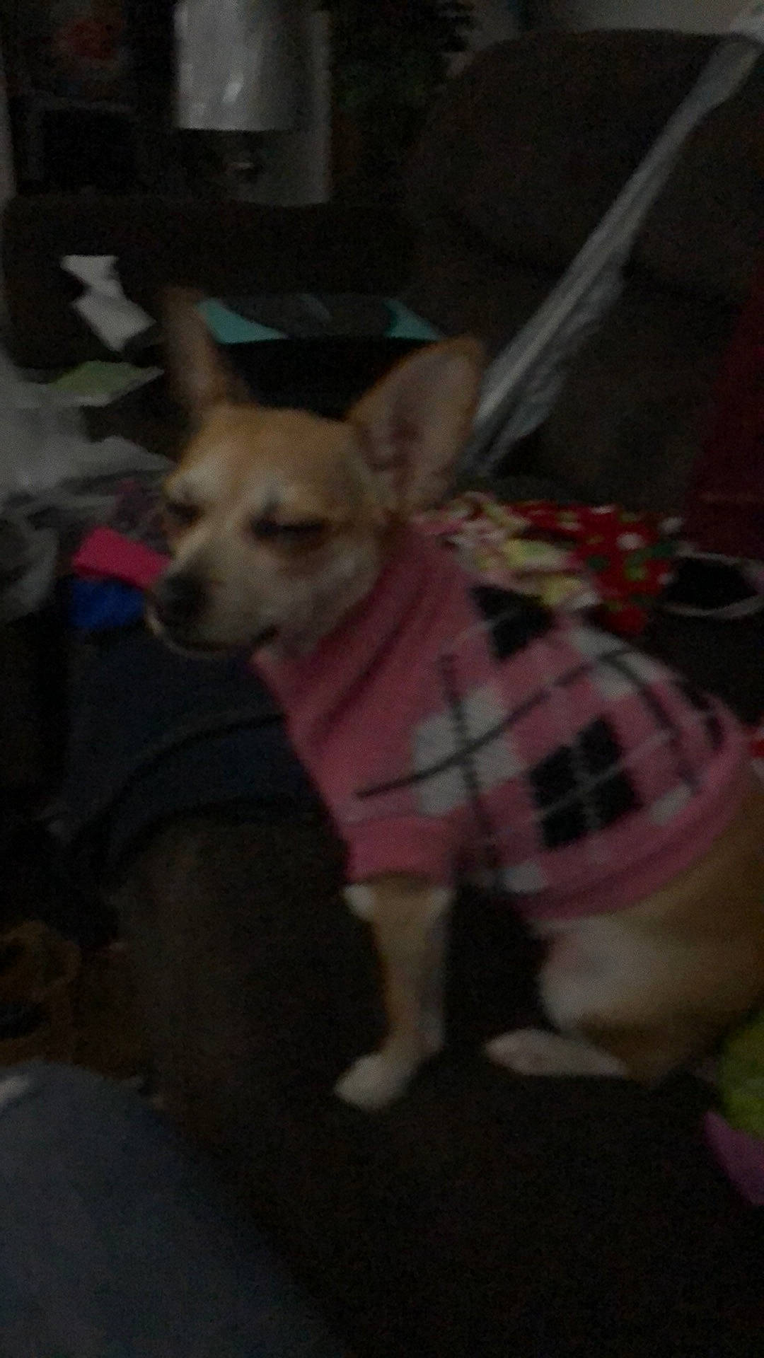 Delilah is registered to the contest to win money with this photo: canidae, carnivore, chihuahua, companion_dog, corgi_chihuahua, dog, dog_breed, dog_clothes, fawn, mammal, non_sporting_group, pembroke_welsh_corgi, snout, toy_dog, vertebrate, welsh_corgi