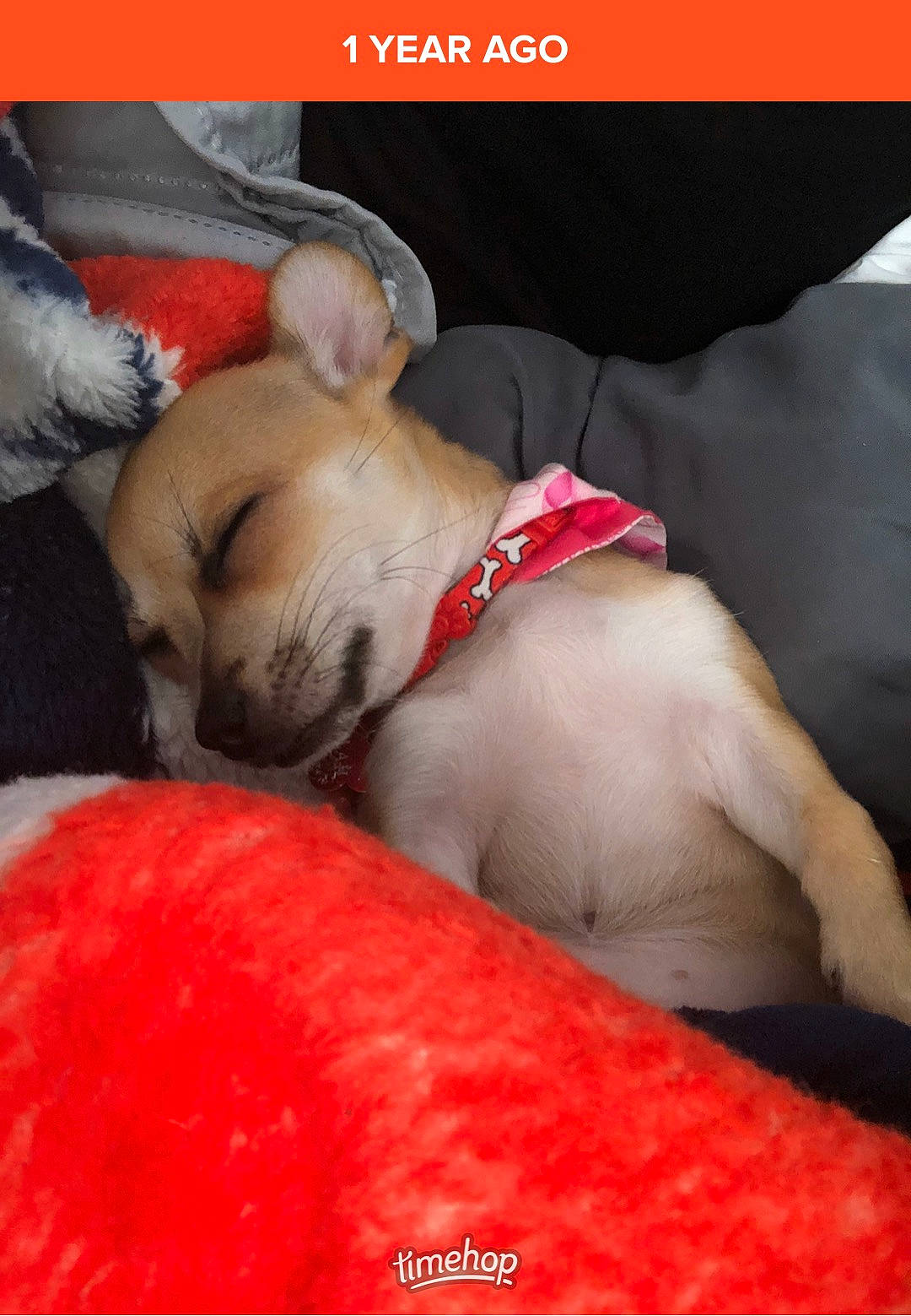 Delilah is registered to the contest to win money with this photo: canidae, carnivore, companion_dog, dog, dog_breed, fawn, non_sporting_group, paw, puppy, puppy_love, snout, sporting_group