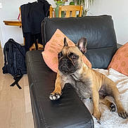 Pepe Corinne a rejoint le concours — aidez-le/la à gagner de superbes lots ! french_bulldog, dog, couch, leather, blanket, pillow, flower_vase, flowers, plant, wooden_chair, living_room, pet, indoor, floor, black, brown, cozy, relaxed, home_decor, curious