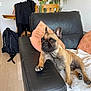 french_bulldog, dog, couch, leather, blanket, pillow, flower_vase, flowers, plant, wooden_chair, living_room, pet, indoor, floor, black, brown, cozy, relaxed, home_decor, curious