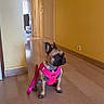 dog, french_bulldog, pet, indoor, leash, harness, floor, hallway, yellow_wall, tile_floor, small_dog, sitting, waiting, domestic_animal, canine, companion, animal, house, cute, alert