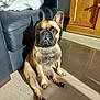 dog, french_bulldog, pet, indoor, sunlight, shadow, couch, leather, blanket, wooden_cabinet, floor, tile_floor, sitting, brown_dog, ear_up, cute, animal, domestic_animal, relaxed, sunny