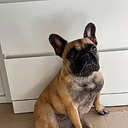 Maya participe au concours pour gagner de l'argent avec cette photo : dog, french_bulldog, pet, animal, indoor, floor, cabinet, ears, sitting, brown, black_face, paw, cute, looking_up, domestic, companion, fur, nail, portrait, canine