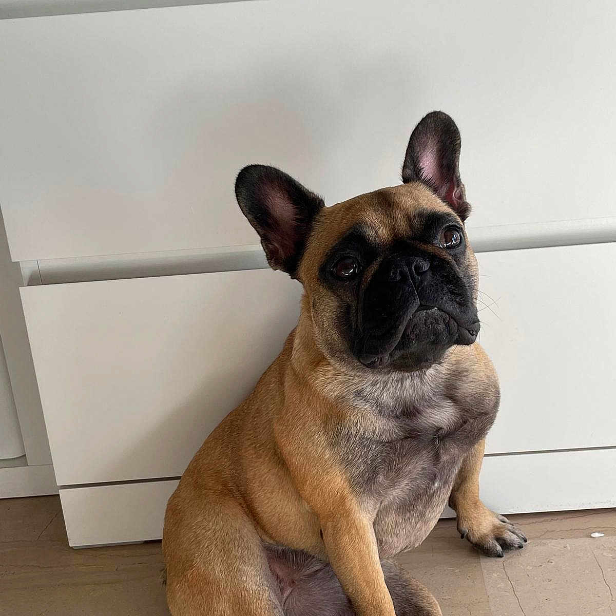 Maya participe au concours pour gagner de l'argent avec cette photo : animal, black_face, brown, cabinet, canine, companion, cute, dog, domestic, ears, floor, french_bulldog, fur, indoor, looking_up, nail, paw, pet, portrait, sitting