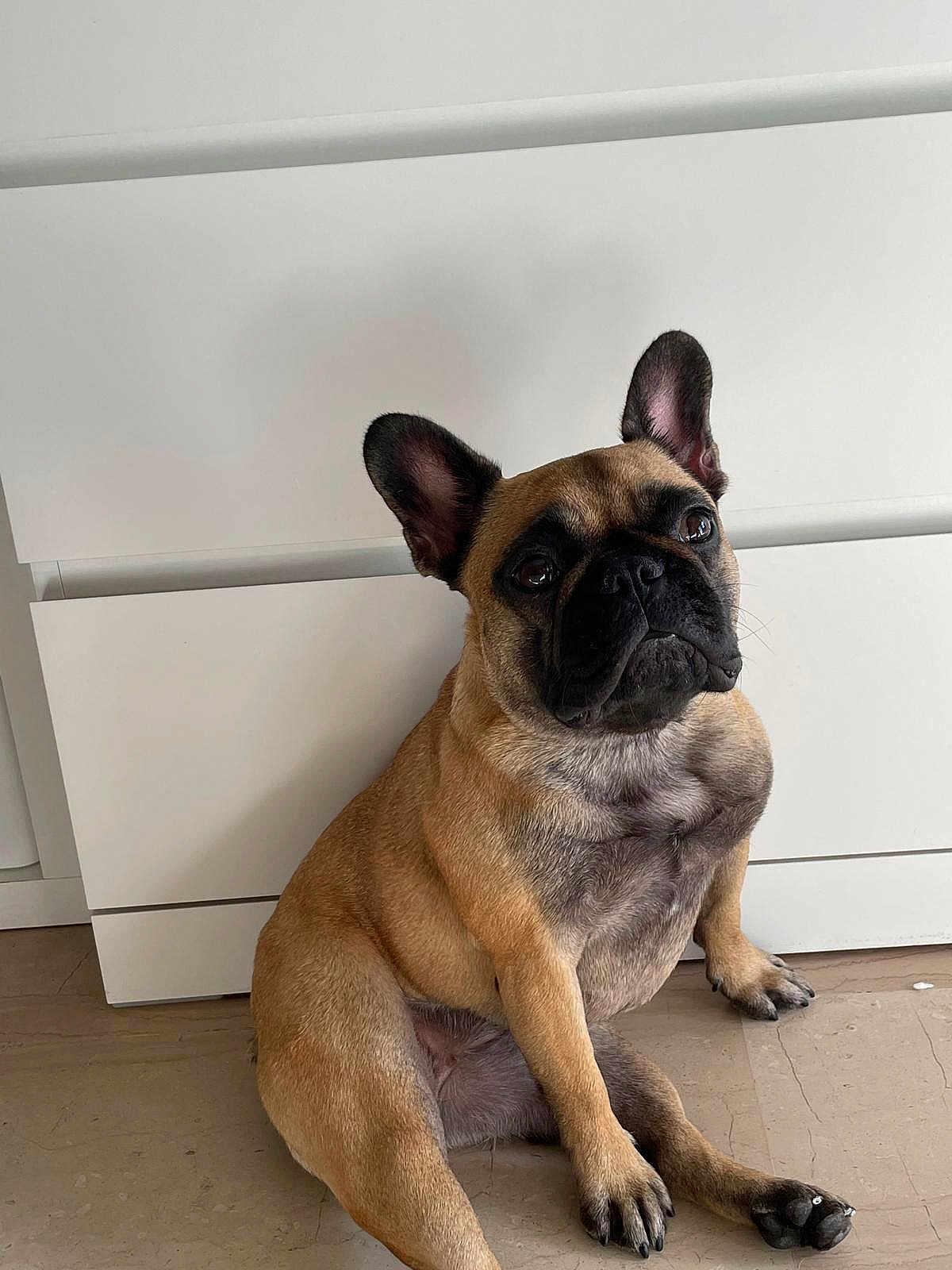 Maya participe au concours pour gagner de l'argent avec cette photo : dog, french_bulldog, pet, animal, indoor, floor, cabinet, ears, sitting, brown, black_face, paw, cute, looking_up, domestic, companion, fur, nail, portrait, canine