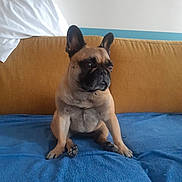 Maya Pepe participe au concours pour gagner de l'argent avec cette photo : alert, animal, blue_blanket, brown_dog, canine, companion, couch, cute, dog, domestic_dog, ears_up, french_bulldog, furniture, household, indoor, looking_away, pet, portrait, relaxed, sitting