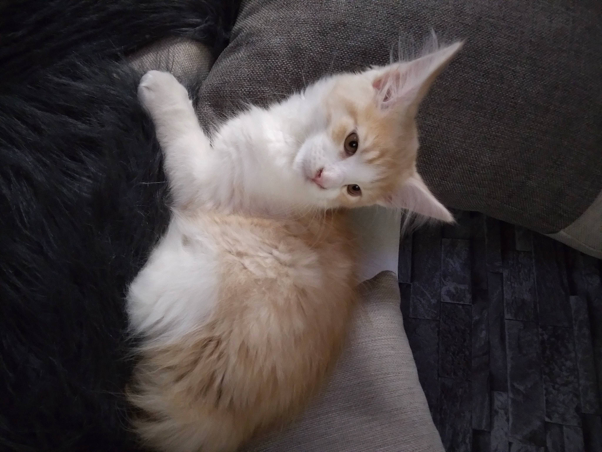 Tom a rejoint le concours — aidez-le/la à gagner de superbes lots ! carnivore, cat, claw, comfort, domestic_short_haired_cat, ear, eye, fawn, felidae, fur, paw, small_to_medium_sized_cats, snout, tail, whiskers, wood