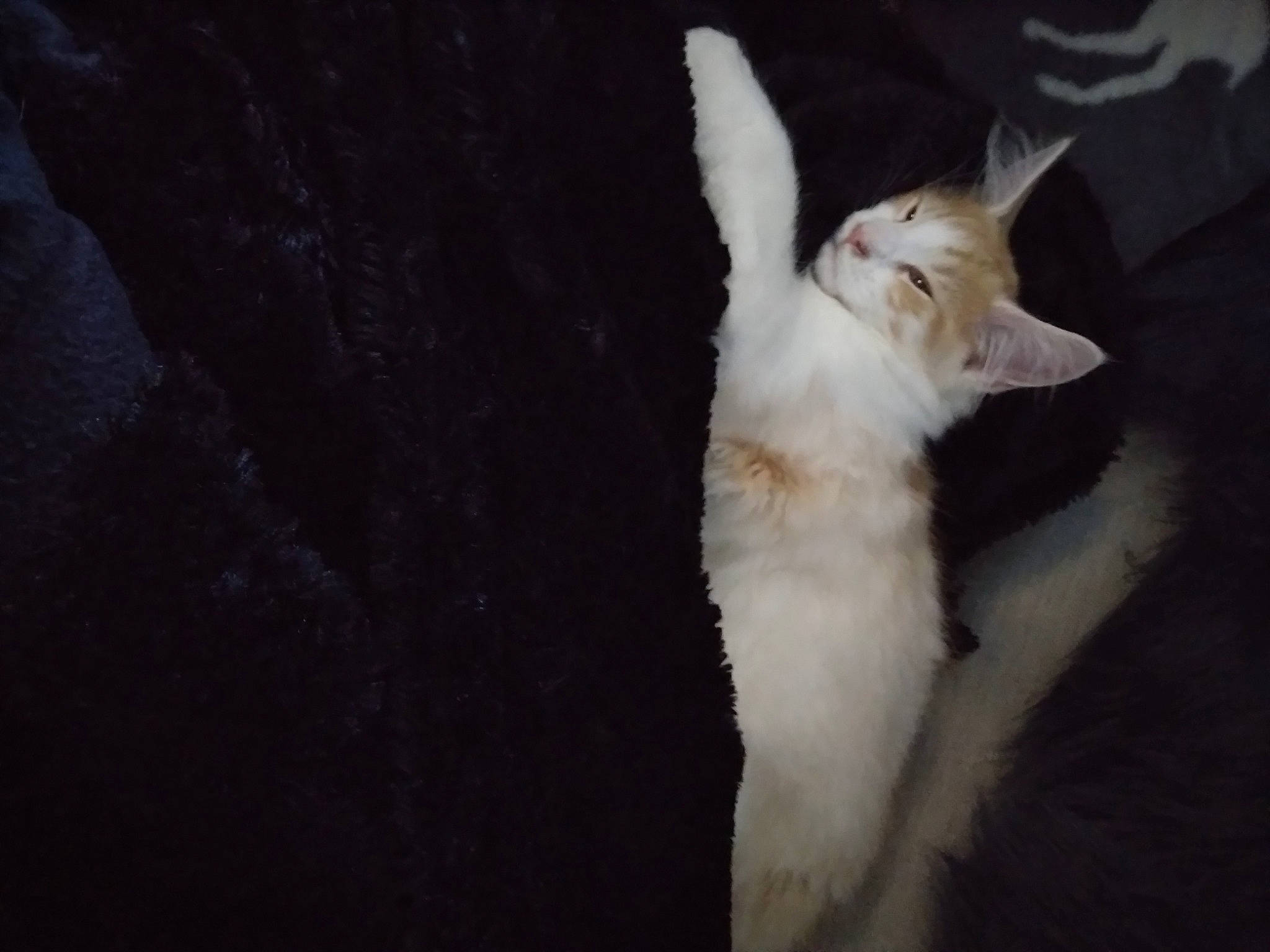 Tom participe au concours pour gagner de l'argent avec cette photo : canidae, carnivore, cat, darkness, dog_breed, domestic_short_haired_cat, fawn, felidae, fur, paw, small_to_medium_sized_cats, sporting_group, tail, terrestrial_animal, whiskers