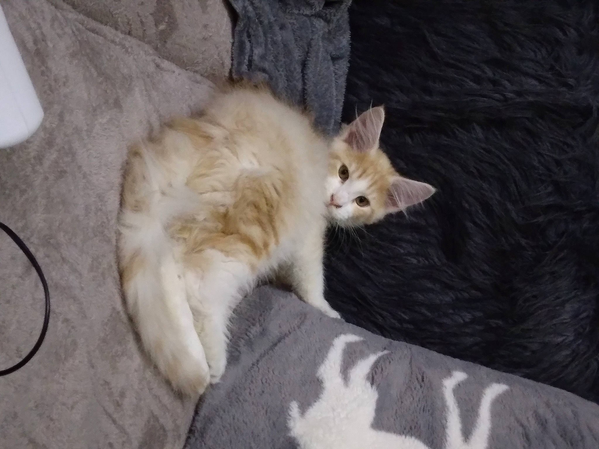 Tom a rejoint le concours — aidez-le/la à gagner de superbes lots ! carnivore, cat, claw, comfort, domestic_short_haired_cat, felidae, flooring, fur, hardwood, paw, small_to_medium_sized_cats, tail, terrestrial_animal, whiskers, wood