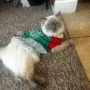 Sassy joined the competition — help win amazing prizes! cat, fluffy, blue_eyes, carpet, indoor, pet_clothing, costume, festive, white_fur, gray_paws, relaxed, looking_at_camera, domestic_cat, feline, cute, home_interior, tile_floor, decor, animal, resting