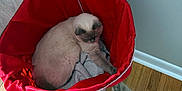 Sassy is registered to the contest to win money with this photo: cat, cats, laundry_basket, red_fabric, wood_floor, playful, pet, feline, indoor, curious, cozy, fur, paw, animal, domestic, two_animals, light_gray_wall, flooring, home, relaxed