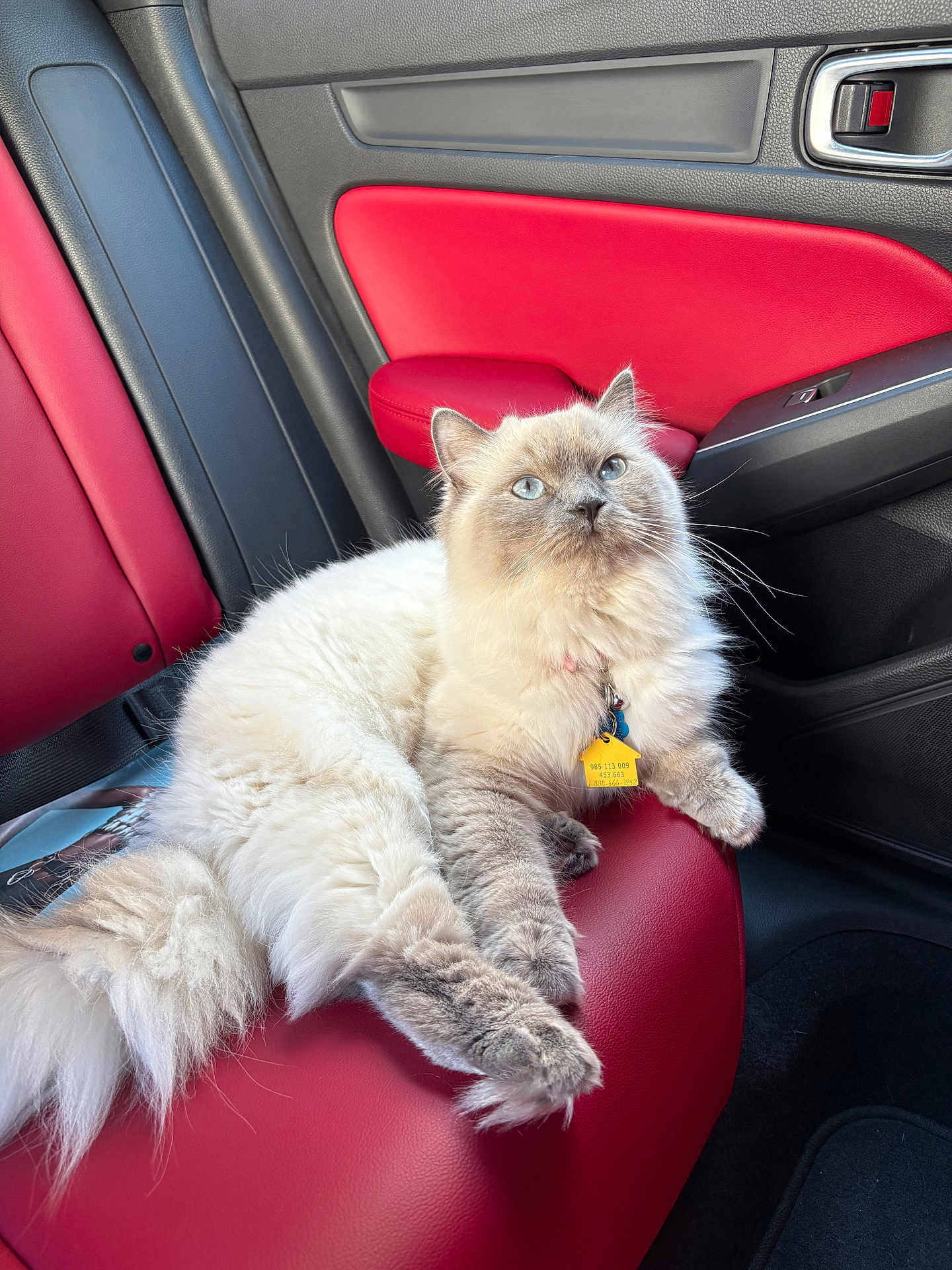 Sassy joined the competition — help win amazing prizes! cat, fluffy, blue_eyes, pet, animal, indoor, red_seat, car_interior, leather_seat, relaxed, sitting, feline, collar, tag, whiskers, cute, soft_fur, domestic_cat, portrait, side_view