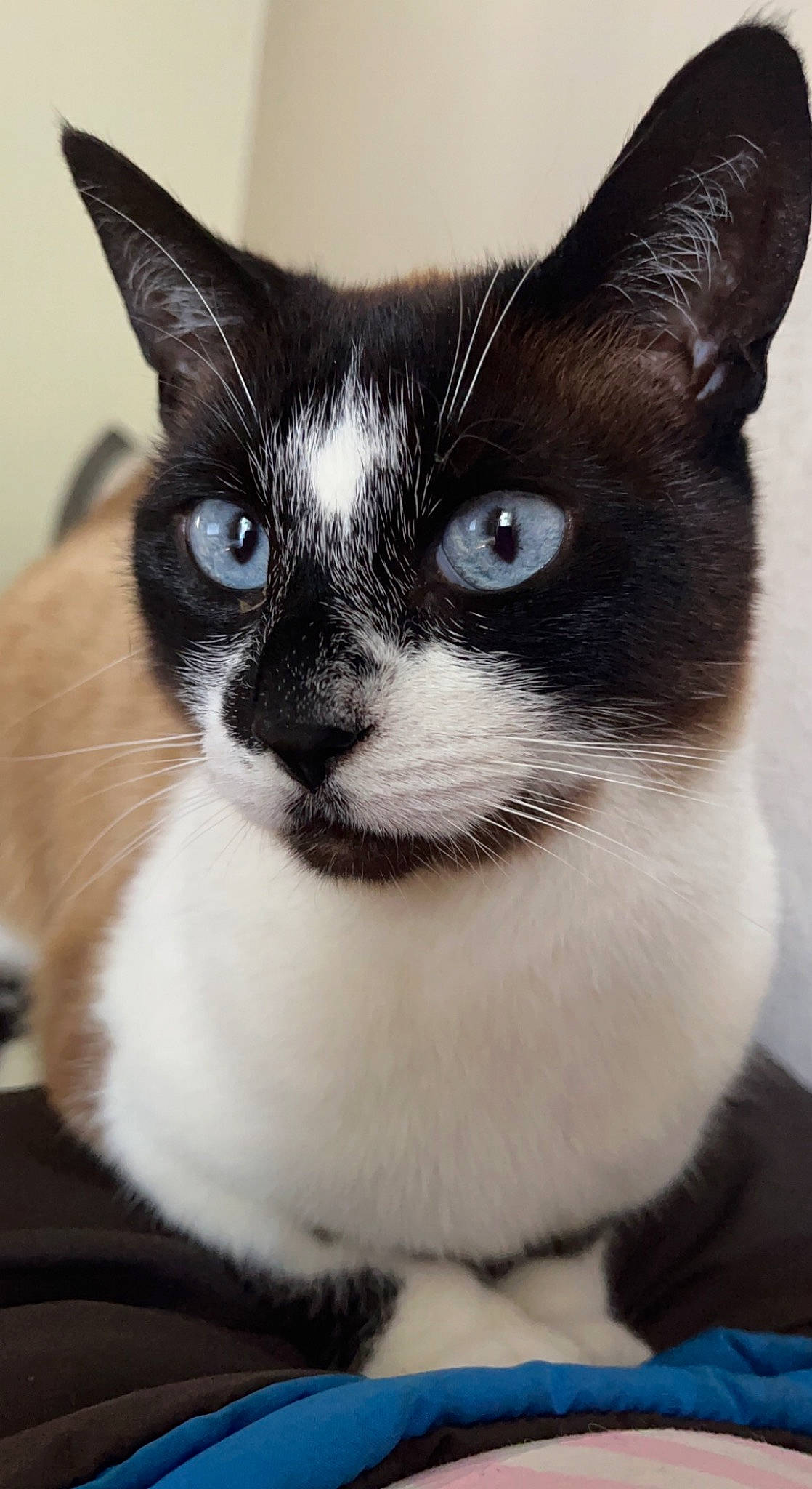 Câline a rejoint le concours — aidez-le/la à gagner de superbes lots ! black_cat, carnivore, cat, claw, domestic_short_haired_cat, ear, felidae, foot, fur, human_body, iris, paw, small_to_medium_sized_cats, snout, tail, terrestrial_animal, whiskers