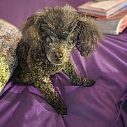 Angel is registered to the contest to win money with this photo: dog, bed, purple_bedspread, curly_fur, small_dog, indoor, pillow, books, looking_up, cozy, pet, fur, canine, resting, domestic_animal, sleeping_area, curious, furniture, home, companion