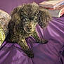 dog, bed, purple_bedspread, curly_fur, small_dog, indoor, pillow, books, looking_up, cozy, pet, fur, canine, resting, domestic_animal, sleeping_area, curious, furniture, home, companion