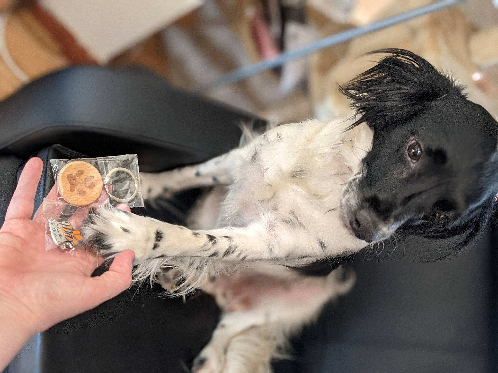 Bonnie is registered to the contest to win money with this photo: canidae, carnivore, claw, collar, companion_dog, dog, dog_breed, dog_collar, fashion_accessory, feather, felidae, fur, nail, paw, small_to_medium_sized_cats, sporting_group, tail, toy_dog, whiskers, wing