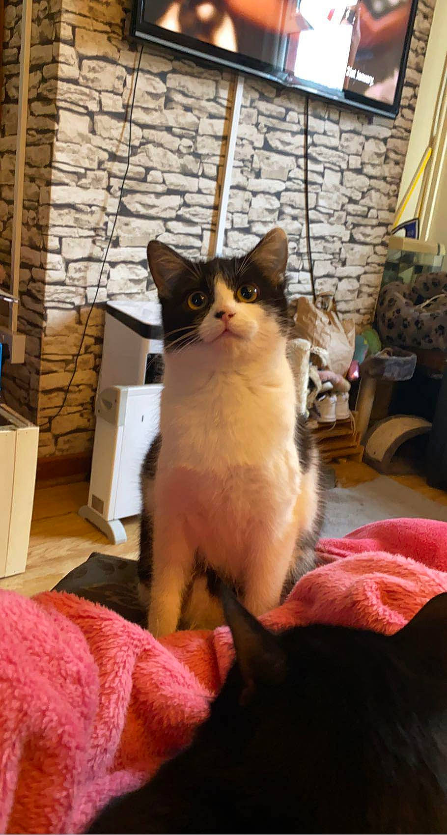 Tsuki joined the competition — help win amazing prizes! carnivore, cat, chair, comfort, domestic_short_haired_cat, fawn, felidae, flooring, flowerpot, fur, houseplant, lap, paw, sitting, small_to_medium_sized_cats, snout, tail, whiskers, window, wood